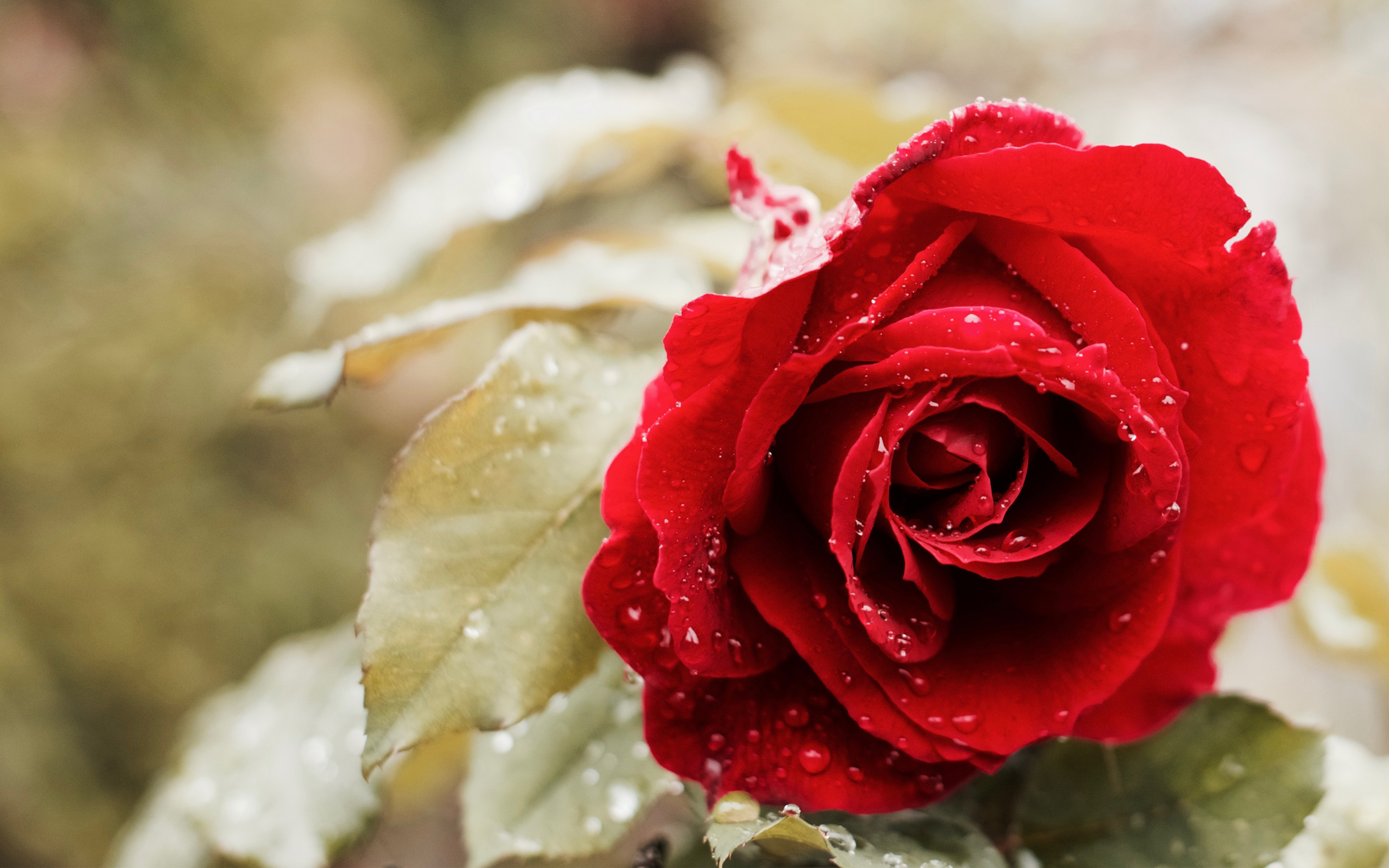 Beautiful Red Rose 4K830975643 - Beautiful Red Rose 4K - Rose, red, Buds, Beautiful